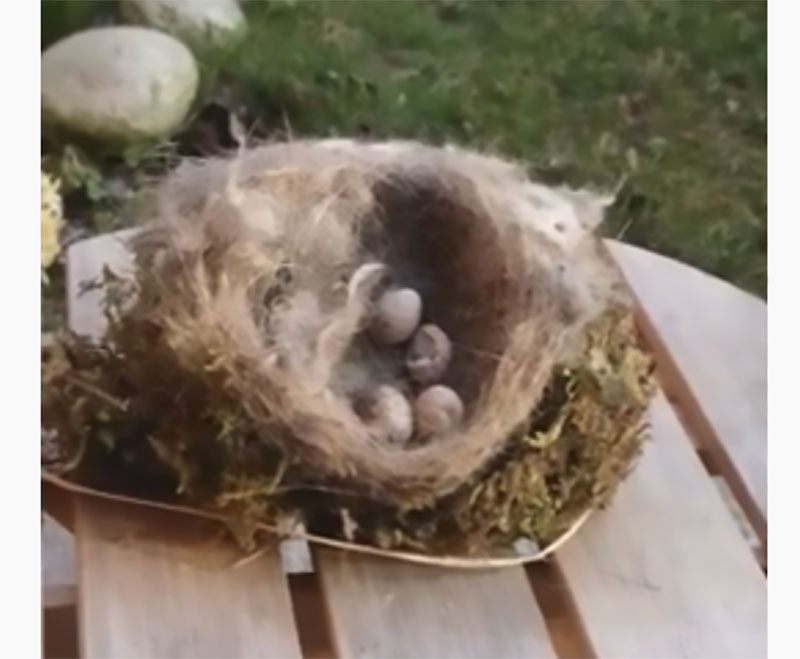 Laboratorio della scuola dell'infanzia. Il nido della cinciallegra